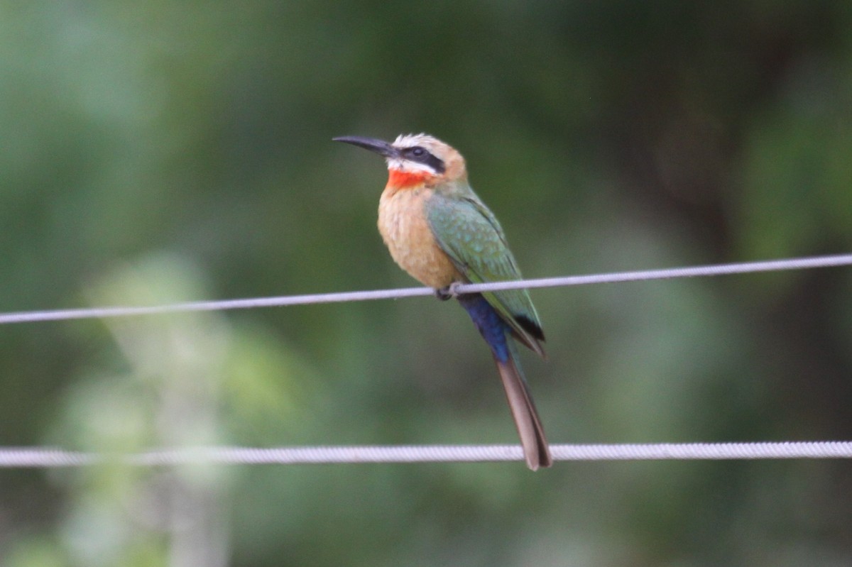 White-fronted Bee-eater - ML548953331