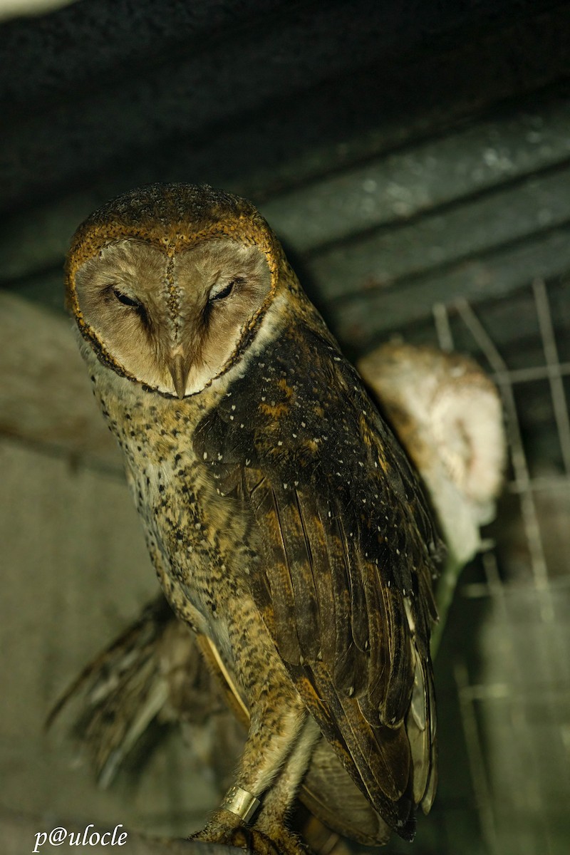 Barn Owl - ML548954481