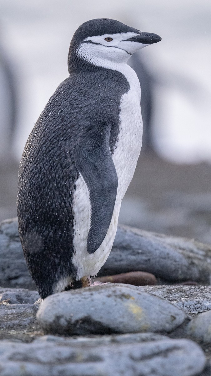 Chinstrap Penguin - ML548954691