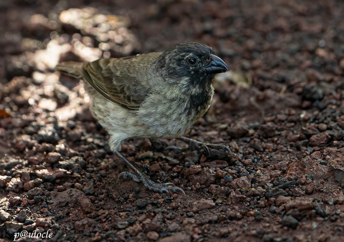 Common Cactus-Finch - Paulo Clemente Guevara