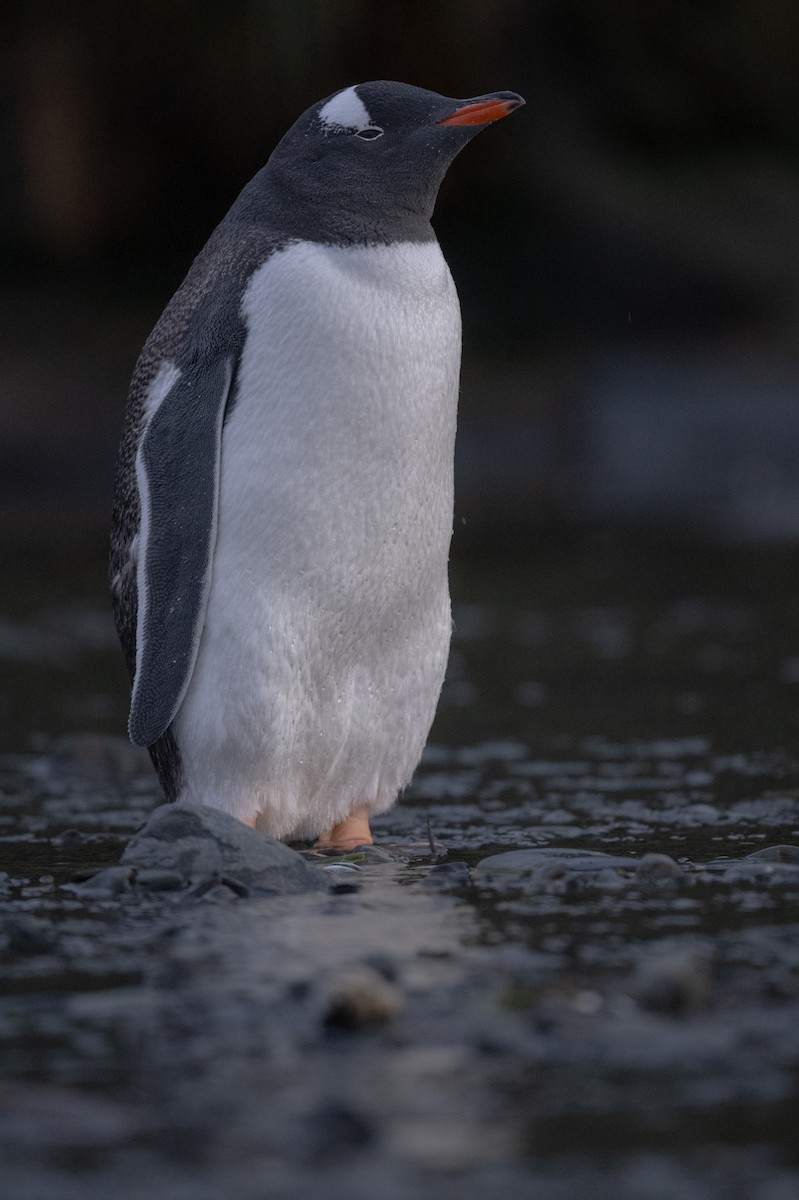 Gentoo Penguin - ML548954821