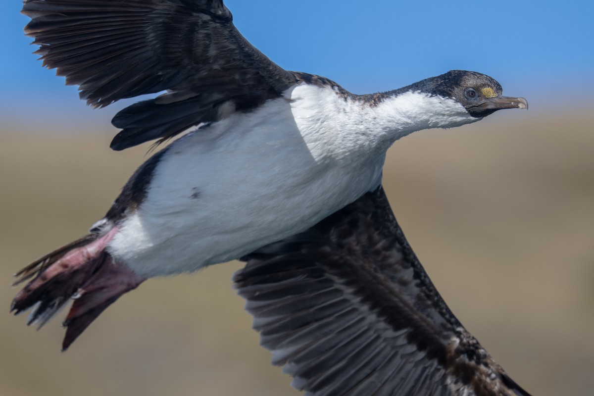 Cormoran géorgien - ML548955091