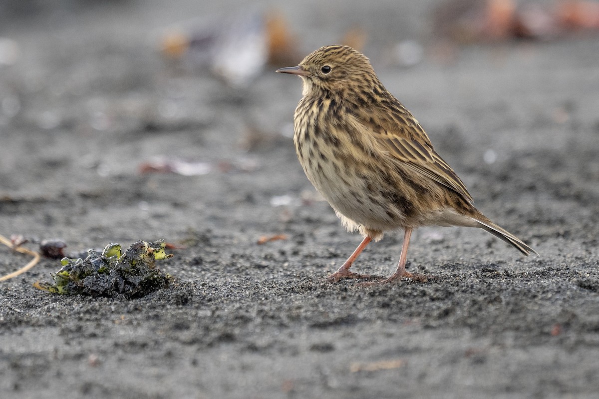 South Georgia Pipit - ML548955221