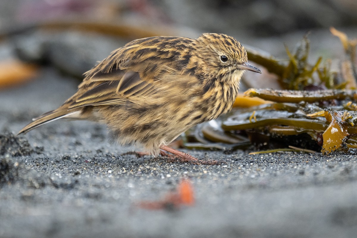 South Georgia Pipit - ML548955231