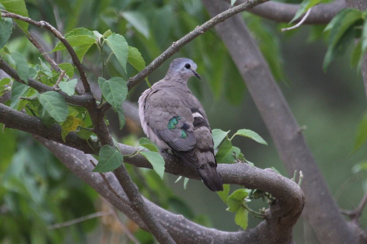 Emerald-spotted Wood-Dove - ML548955241