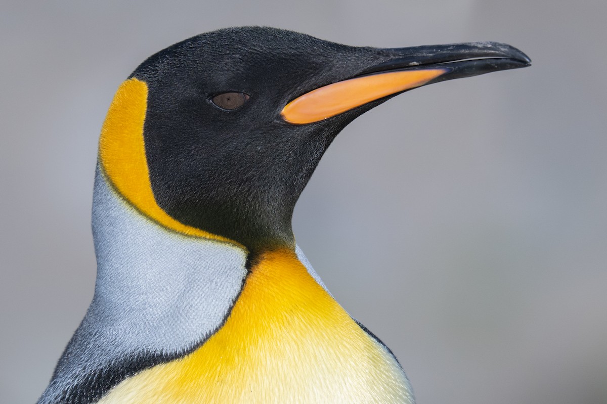 King Penguin - ML548955391