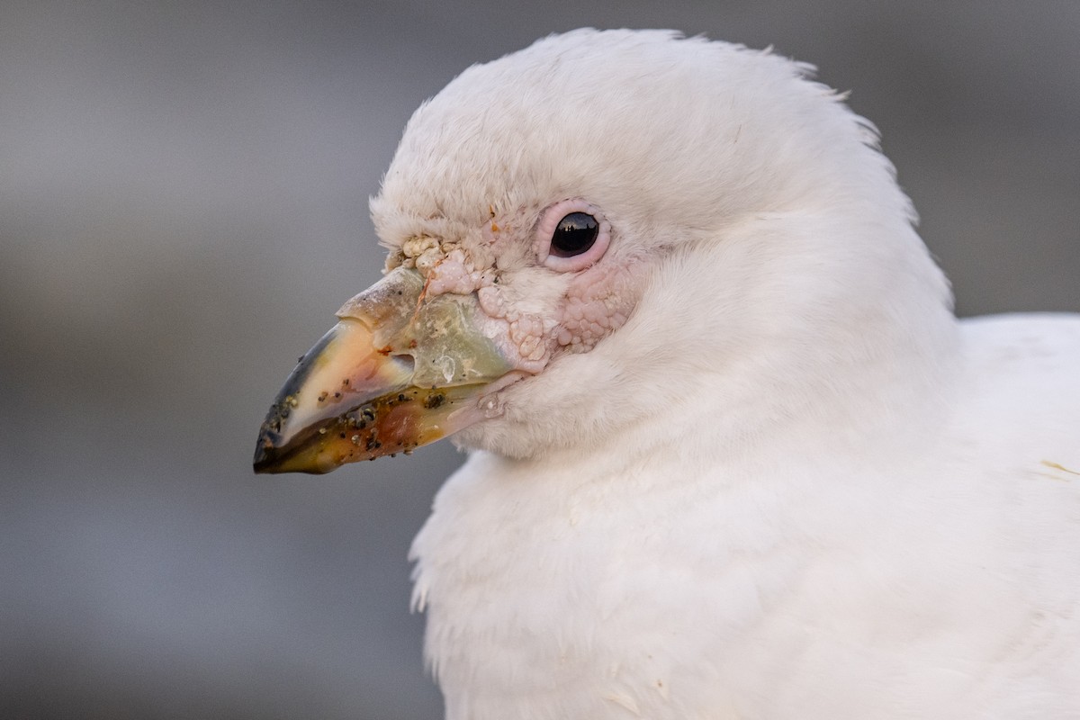 Snowy Sheathbill - ML548955571