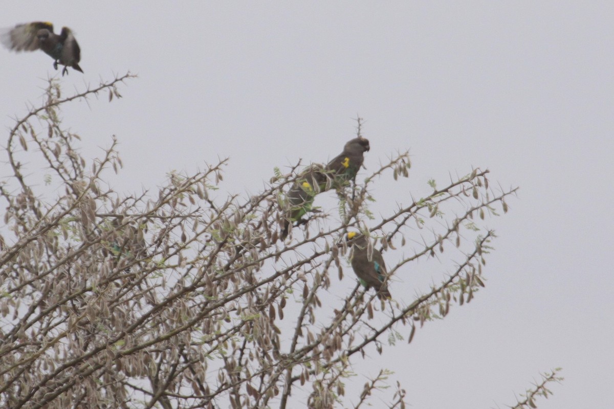 Meyer's Parrot - ML548955651