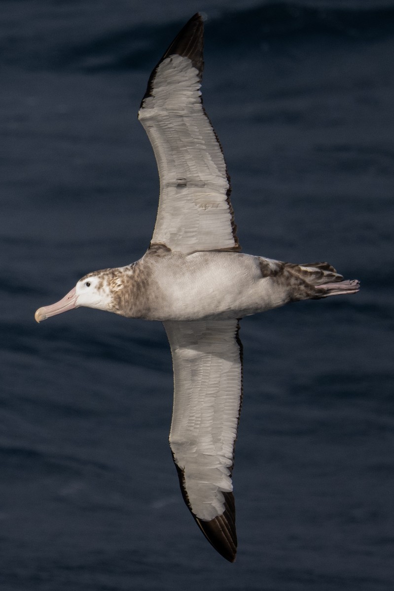 Wander-/Tristan-/Antipodenalbatros - ML548955881