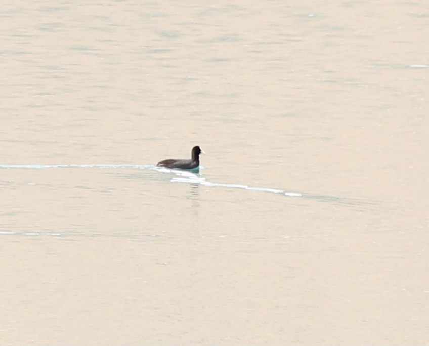 Eurasian Coot - ML548955901