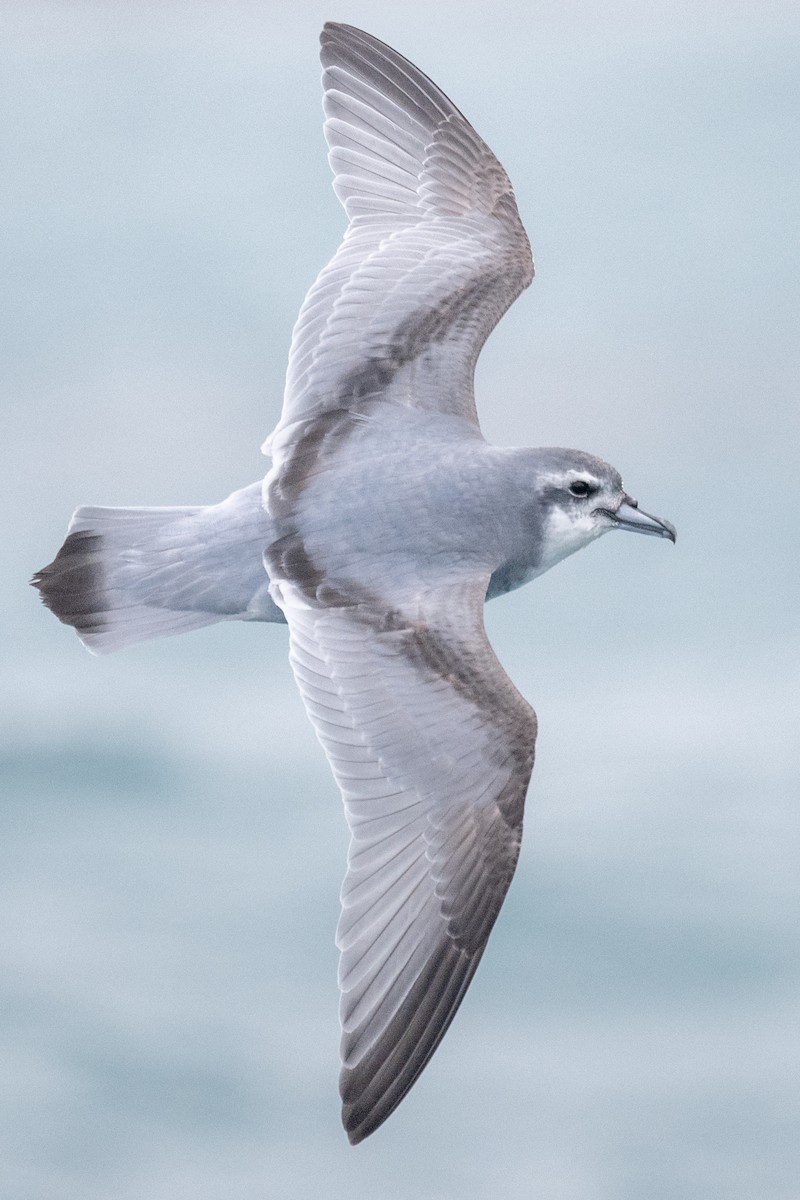 Antarctic Prion - ML548955961