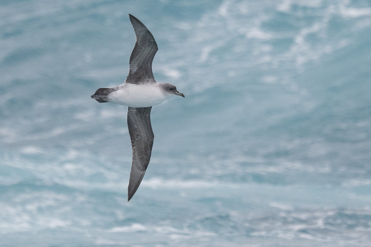 Gray Petrel - ML548955981