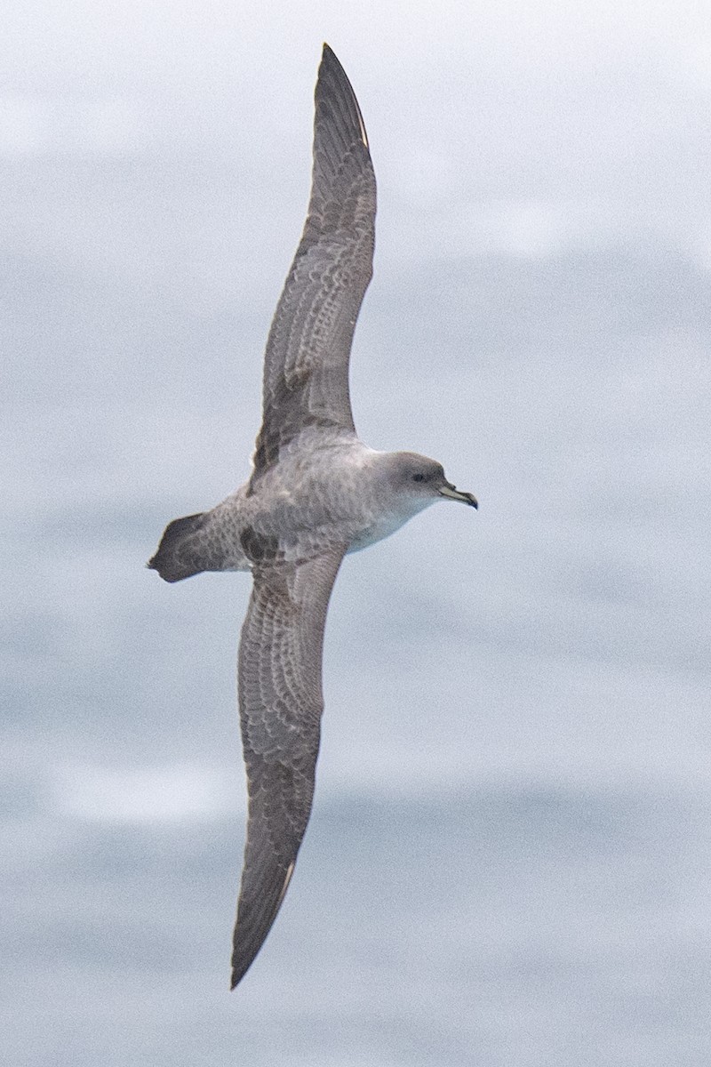 Gray Petrel - ML548955991