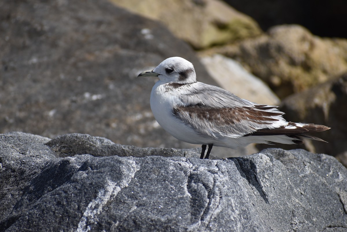 Black-legged Kittiwake - Sean Rowe