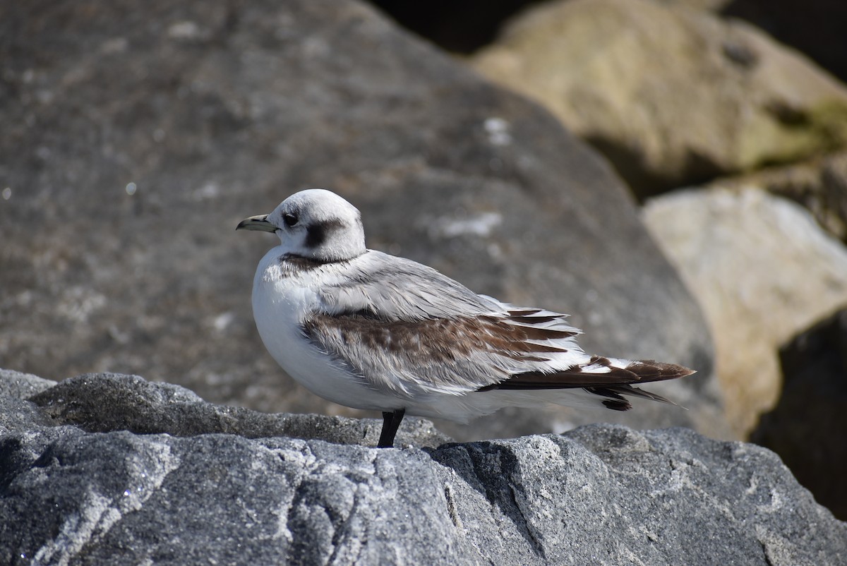 Mouette tridactyle - ML548956201