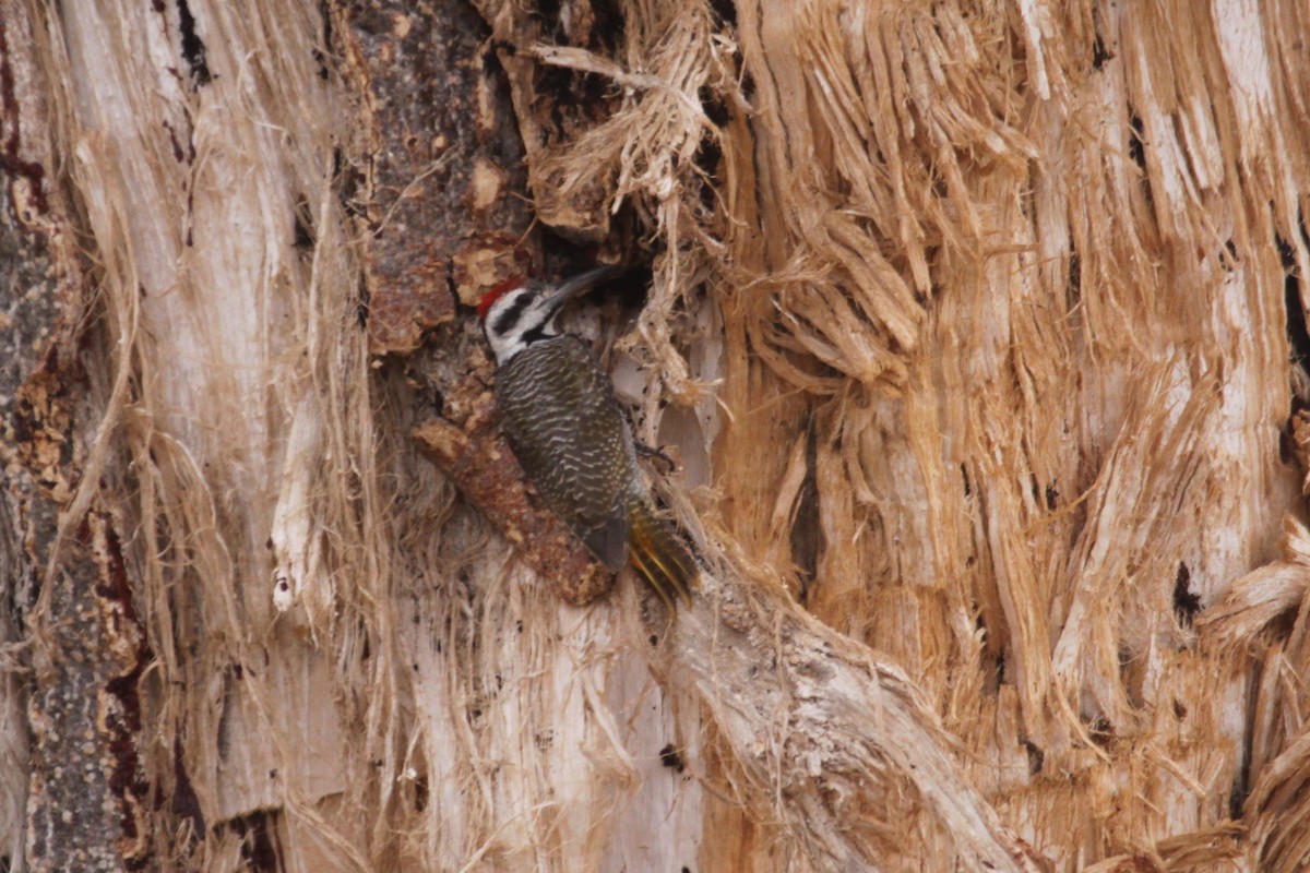 Bearded Woodpecker - ML548956251