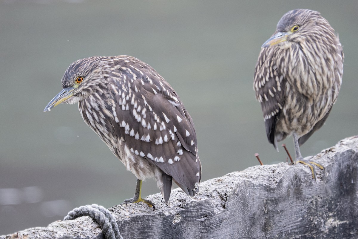 Black-crowned Night Heron (Falklands) - Lisle  Gwynn