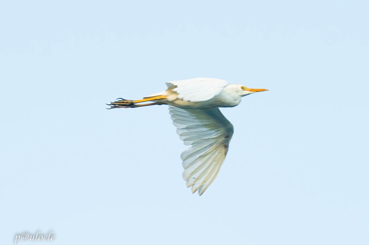 Western Cattle Egret - Paulo Clemente Guevara