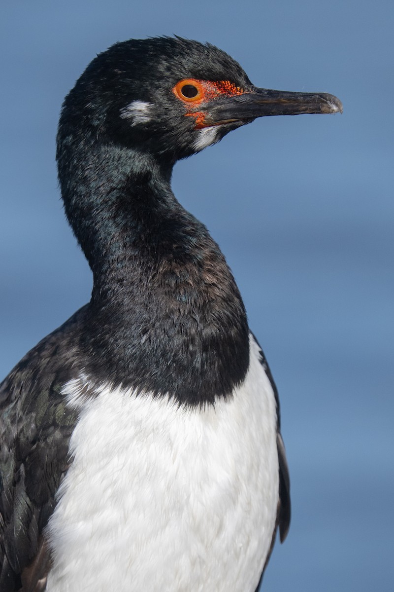 Magellanic Cormorant - ML548957041