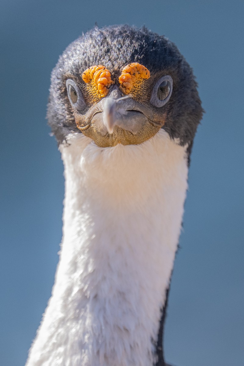 Imperial Cormorant (Imperial) - ML548957081