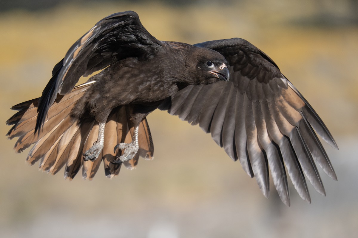 Striated Caracara - ML548957161