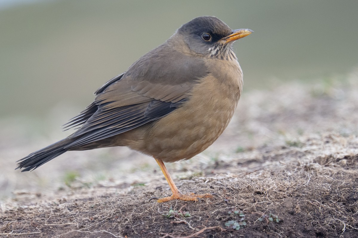 Austral Thrush - ML548957191