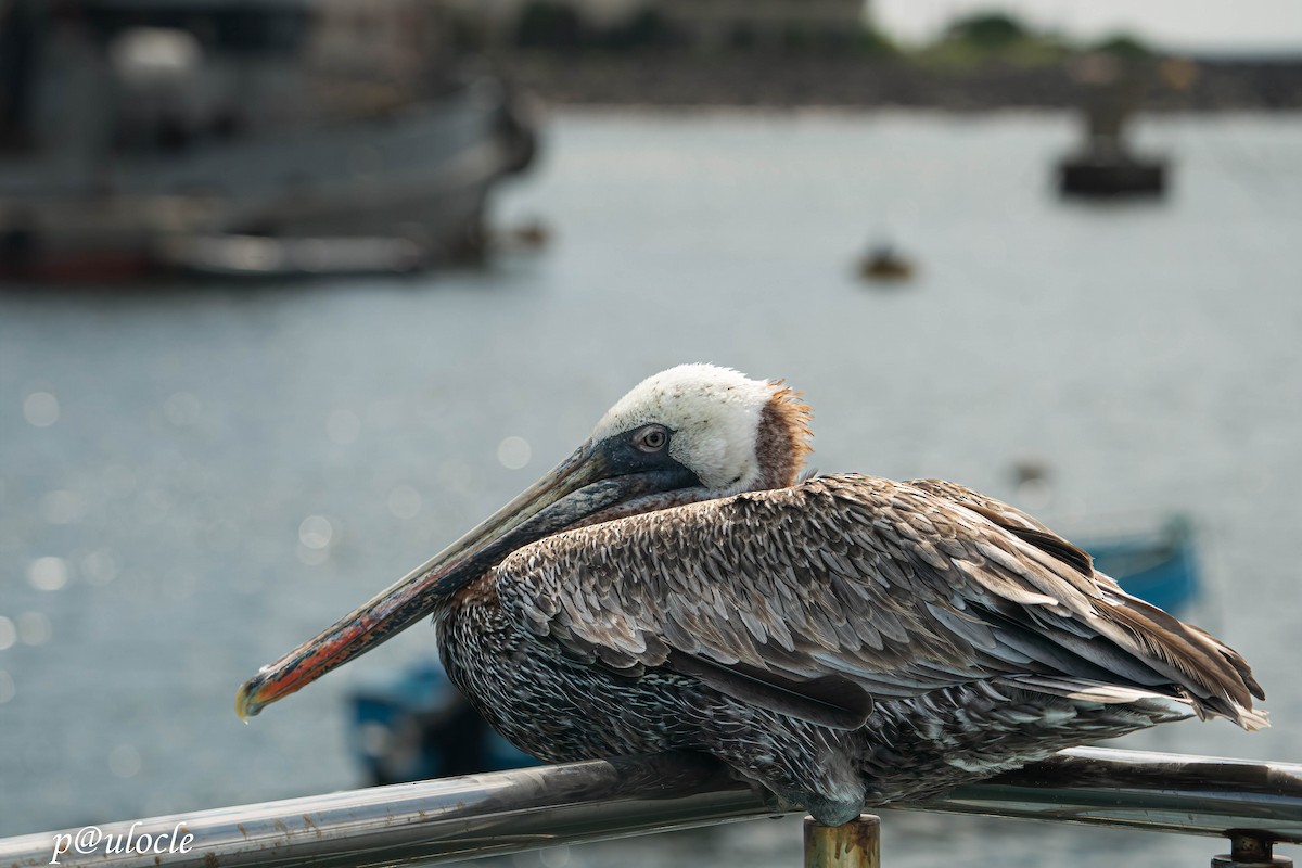 Brown Pelican - ML548957671