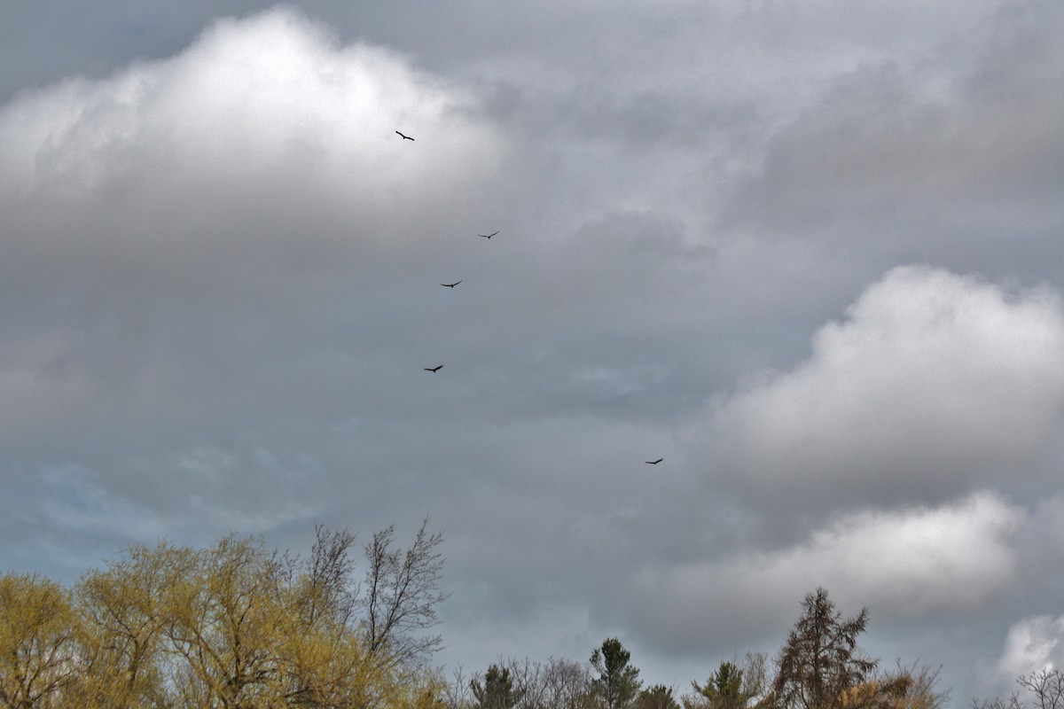 Turkey Vulture - ML54895771