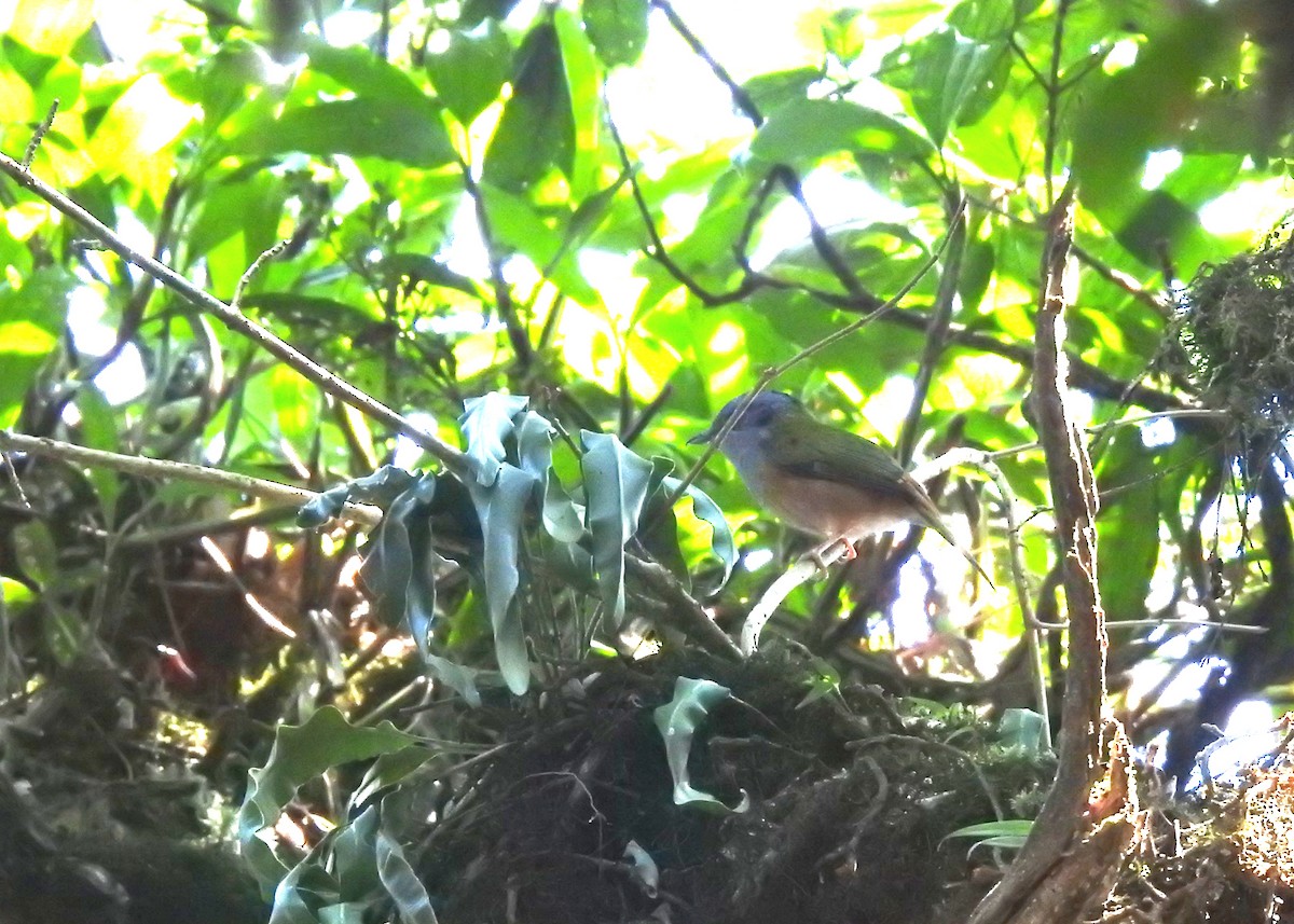 Black-headed Shrike-Babbler - ML548957821