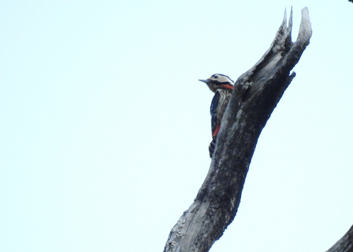 Necklaced Woodpecker - ML548958181