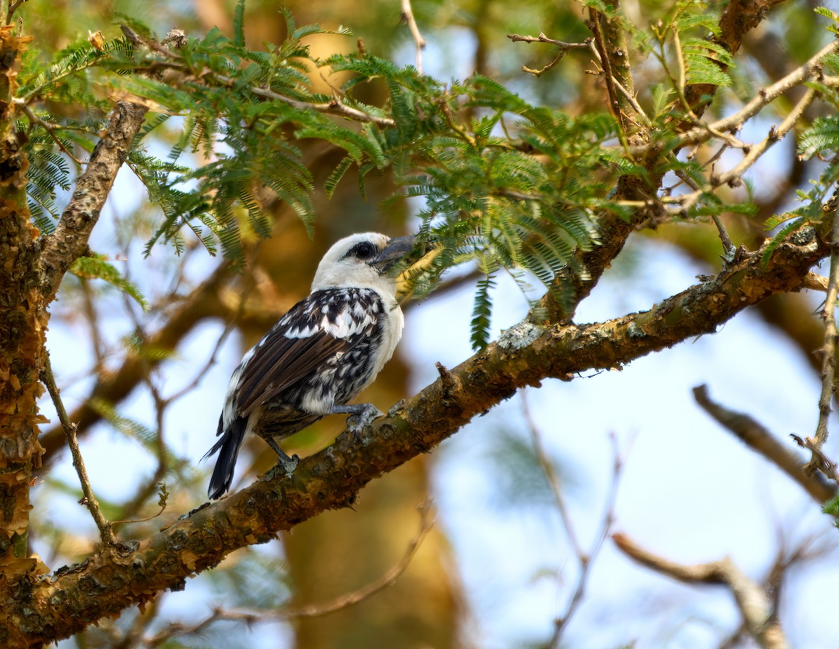 White-headed Barbet - ML548958581