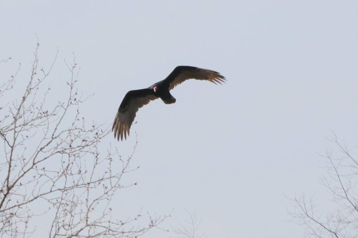 Turkey Vulture - ML54895871