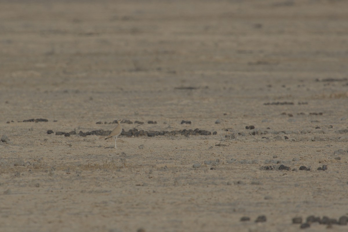 Cream-colored Courser - Béla Bartsch