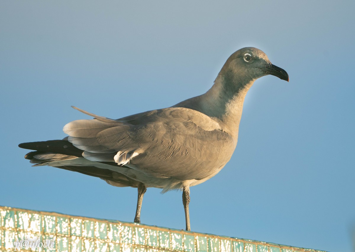 Lava Gull - ML548959011