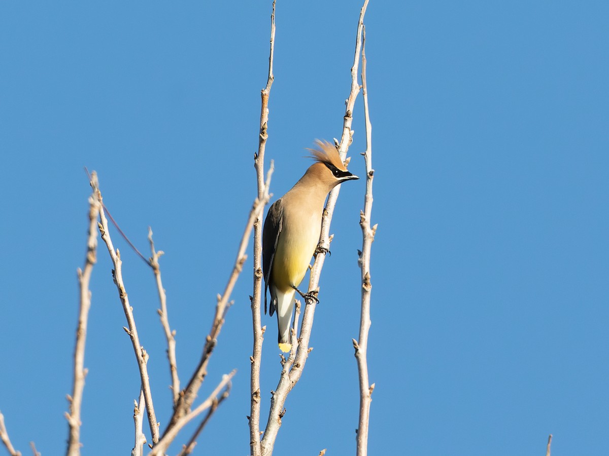 Cedar Waxwing - ML548959081