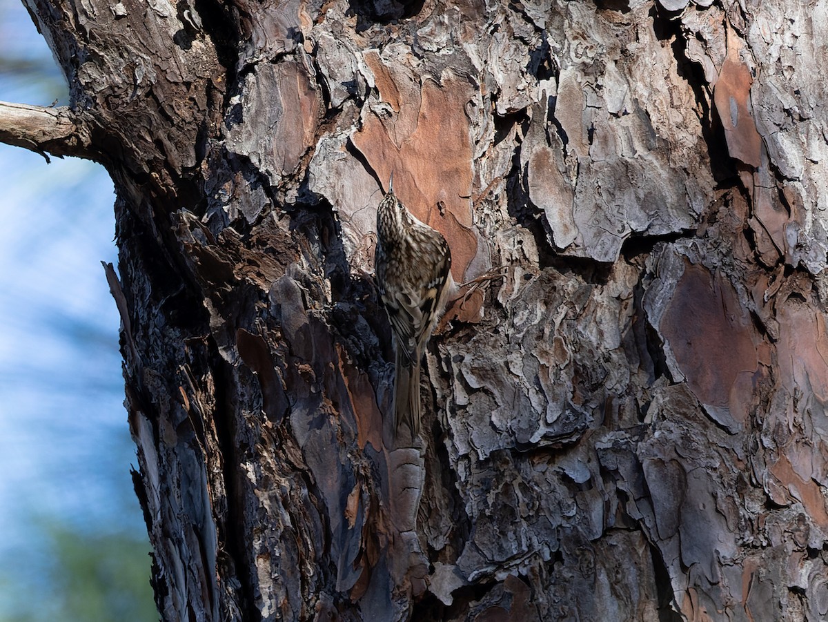 Brown Creeper - ML548959471