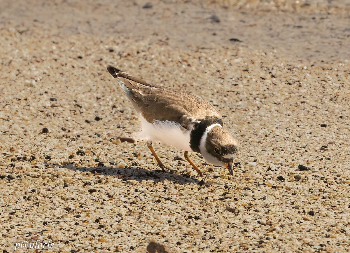 Semipalmated Plover - ML548959761