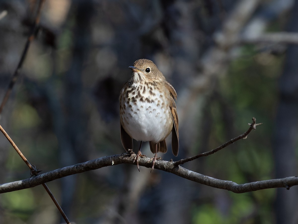 Hermit Thrush - ML548959871