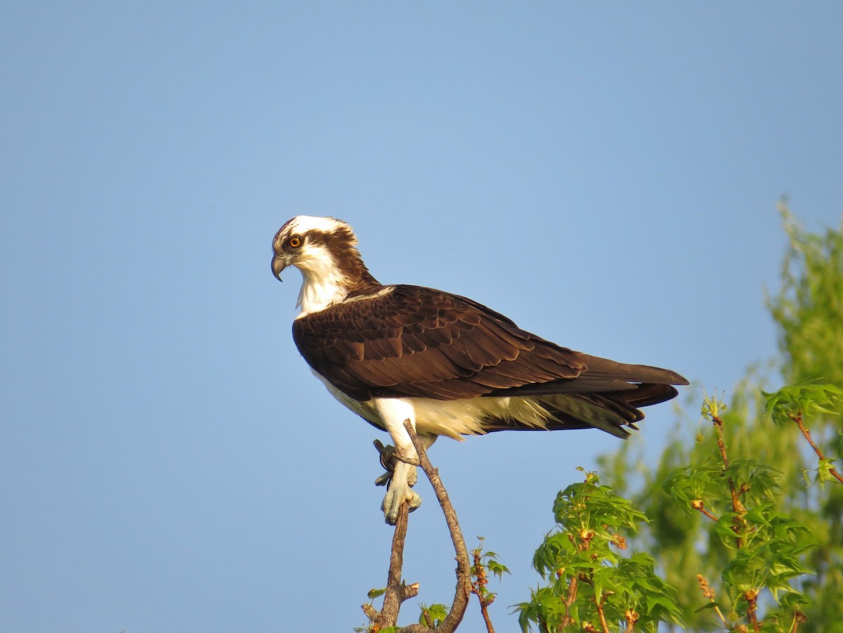 Balbuzard pêcheur - ML54896021