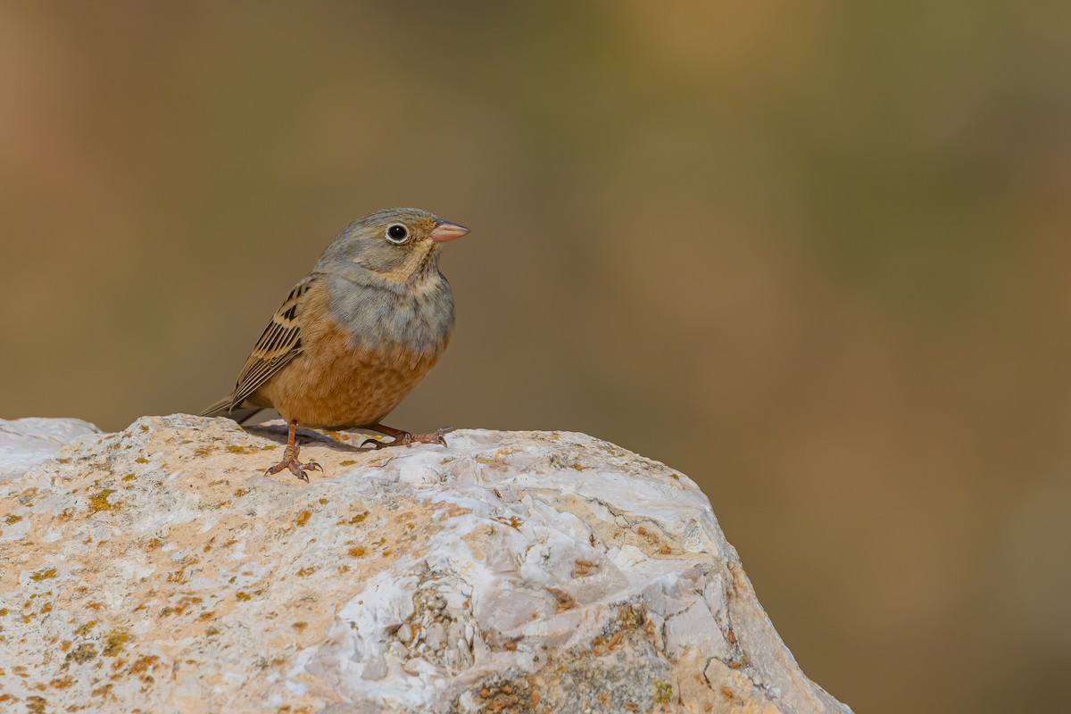 Cretzschmar's Bunting - Piki Ish-Shalom