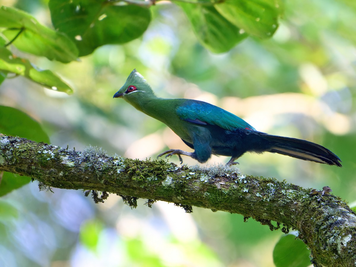 Black-billed Turaco (Green-rumped) - ML548960461