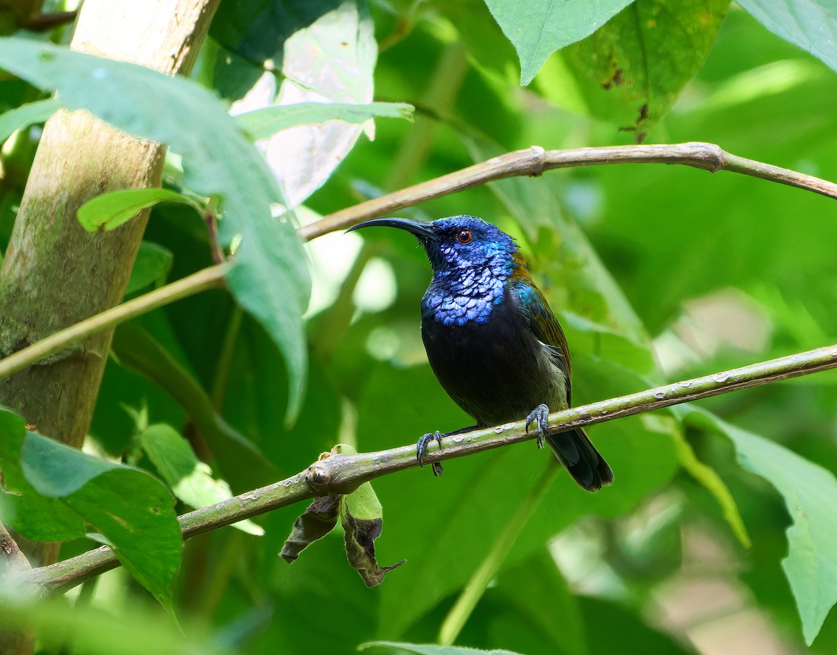 Blue-headed Sunbird - Andrew Wilson