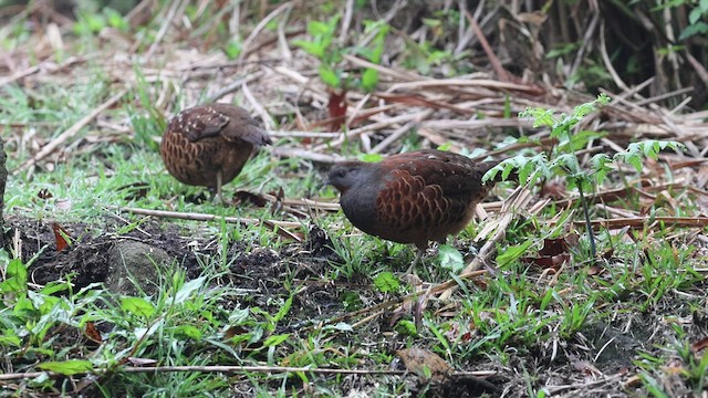 Taiwan Bamboo-Partridge - ML548960541