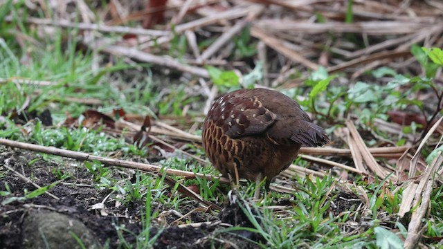 Taiwan Bamboo-Partridge - ML548960571