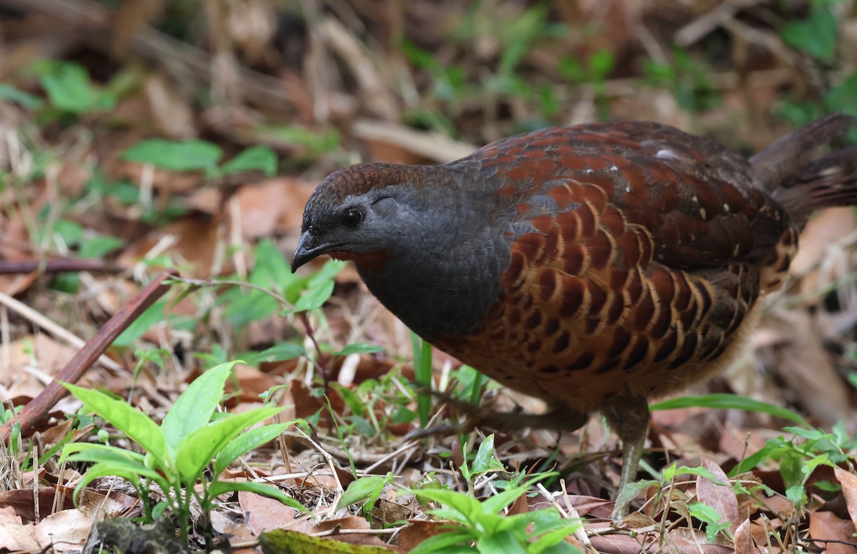 Taiwan Bamboo-Partridge - ML548960661