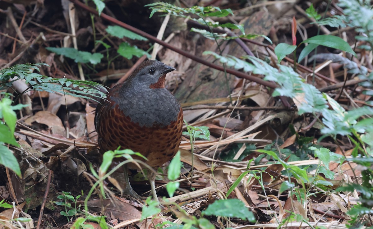 Taiwan Bamboo-Partridge - ML548960691