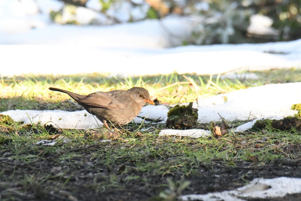 Eurasian Blackbird - ML548960811