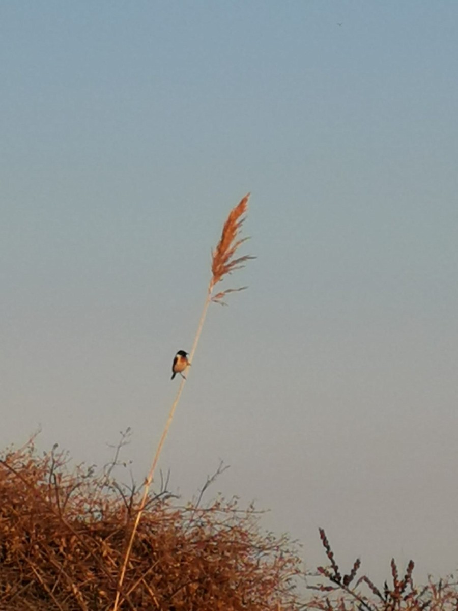 Siberian Stonechat - ML548961571