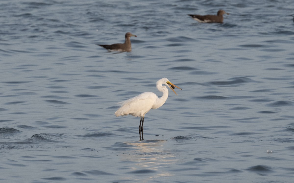 Great Egret - ML548962051