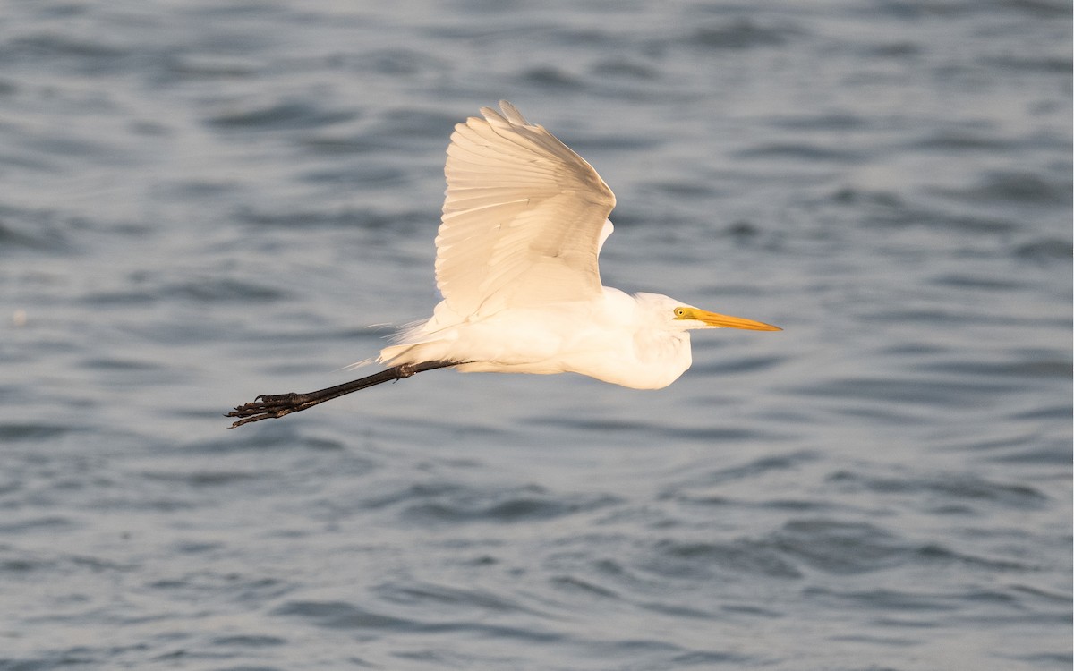 Great Egret - ML548962071